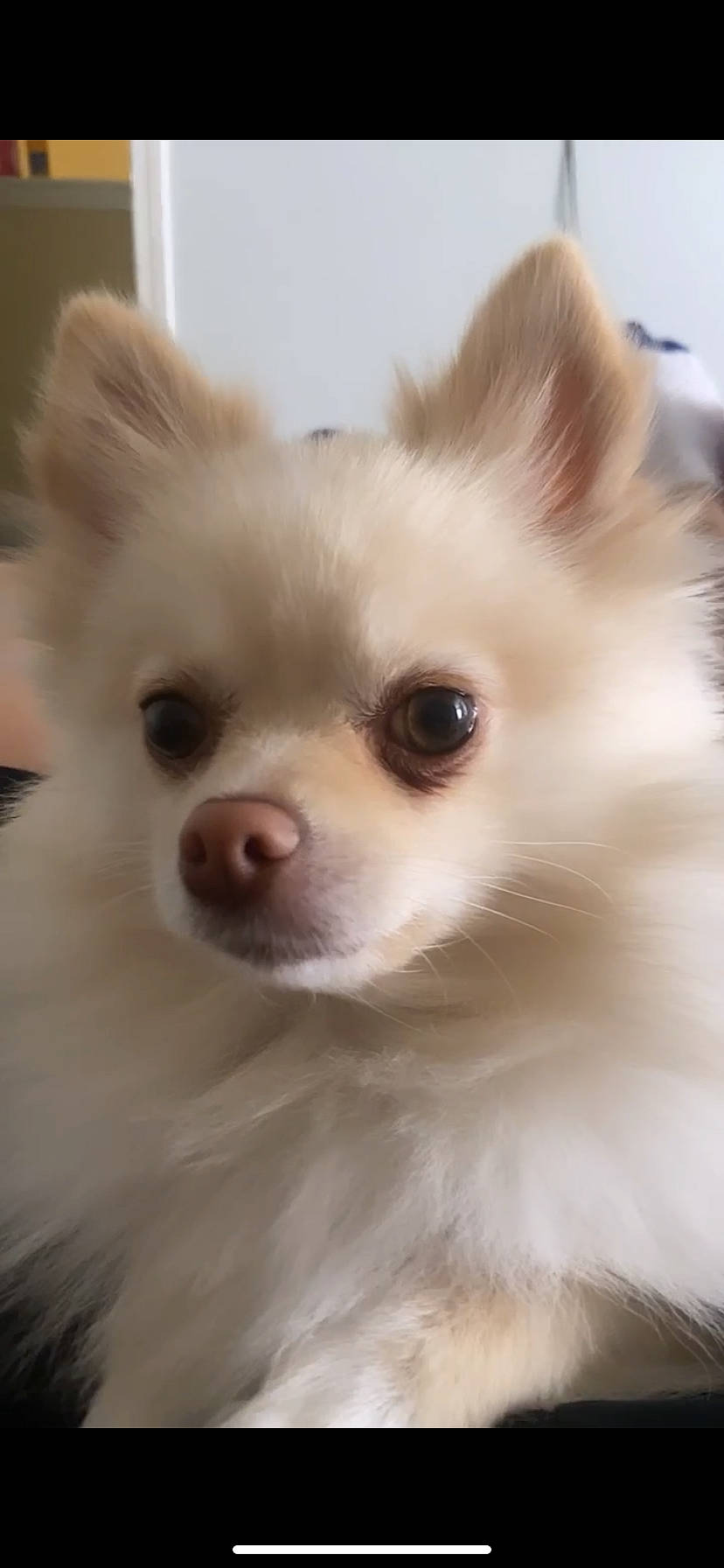 Lilyann joined the competition — help win amazing prizes! canidae, carnivore, close_up, companion_dog, dog, dog_breed, ear, eye, eyelash, face, fawn, fur, hair, head, human_body, snout, toy_dog, volpino_italiano, whiskers, working_animal