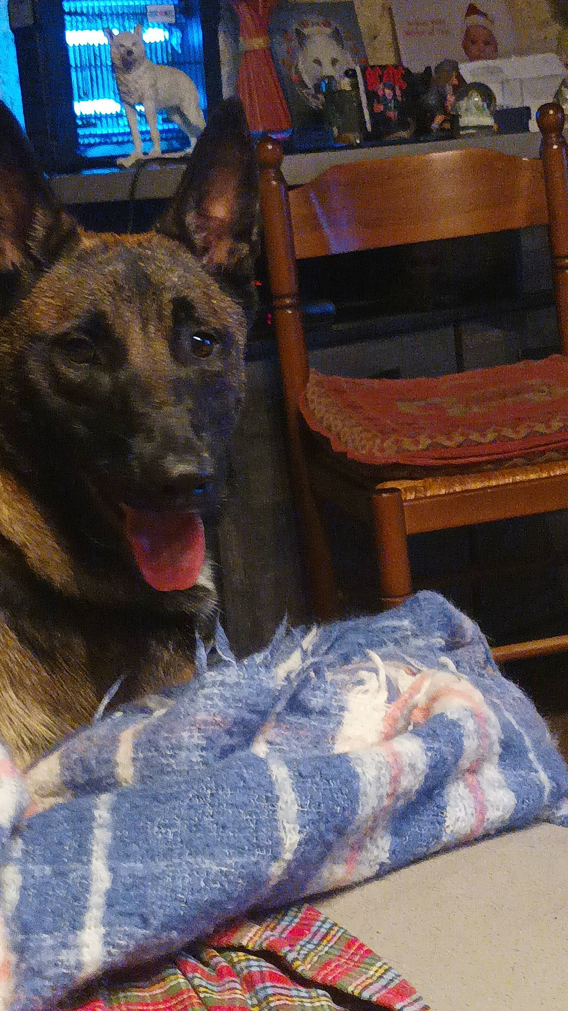 Tina participe au concours pour gagner de l'argent avec cette photo : canidae, carnivore, chair, comfort, companion_dog, dog, dog_breed, east_european_shepherd, fawn, fur, german_shepherd_dog, guard_dog, herding_dog, king_shepherd, law_enforcement, old_german_shepherd_dog, snout, sporting_group, whiskers, wood