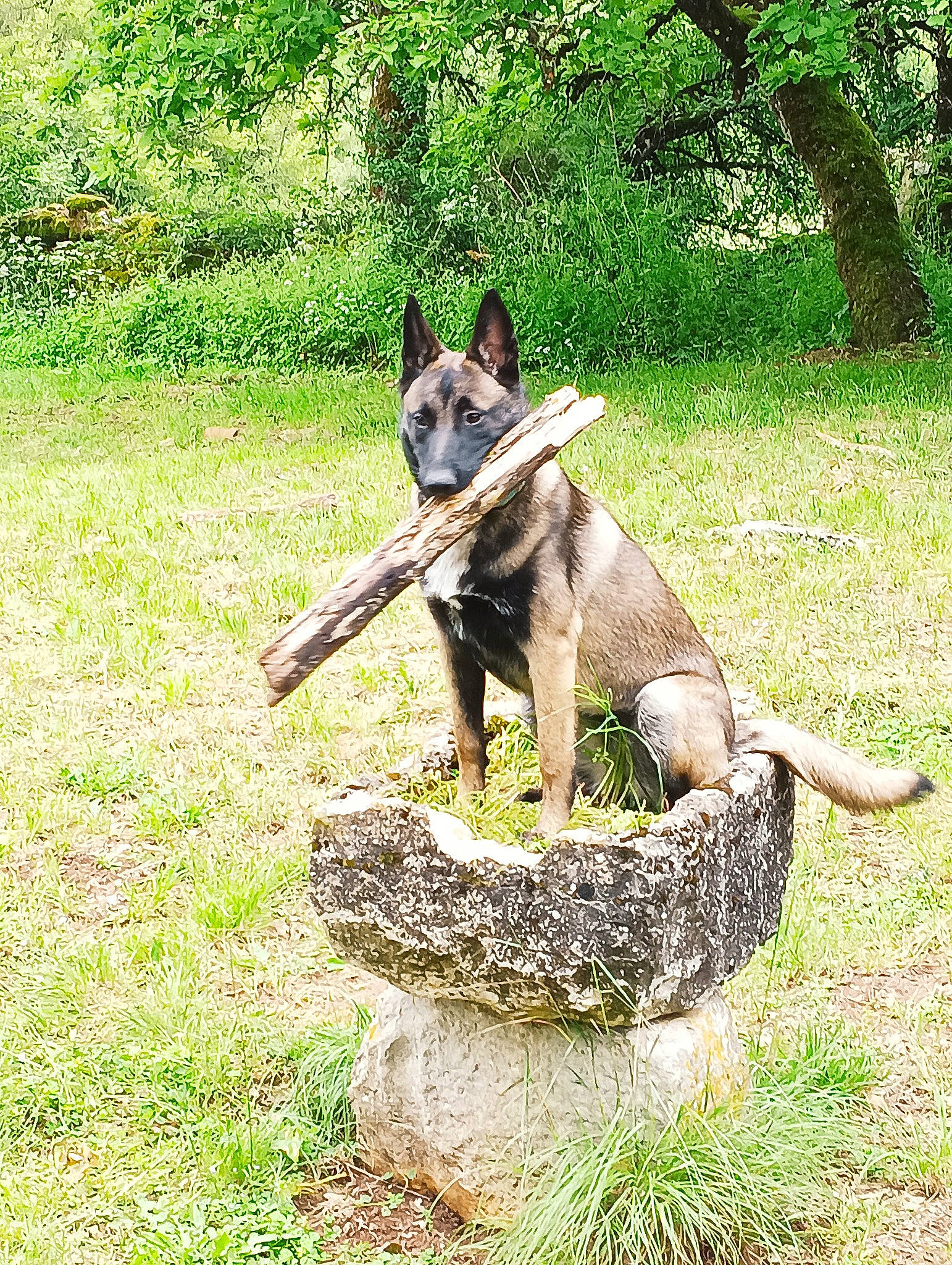 Tina participe au concours pour gagner de l'argent avec cette photo : art, canidae, carnivore, companion_dog, dog, dog_breed, dog_supply, fawn, garden, grass, groundcover, king_shepherd, non_sporting_group, plant, sporting_group, tail, terrestrial_animal, tree, working_animal, working_dog