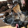 dog, german_shepherd, belgian_malinois, pet, animal, portrait, profile, side_view, pointed_ears, large_dog, tongue, panting, fur, brown_fur, black_fur, indoors, living_room, leather_sofa, tiled_floor, wall_decor