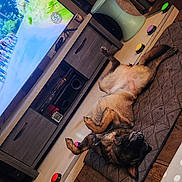 Louloute participe au concours pour gagner de l'argent avec cette photo : dog, dogs, pet, puppy, lying_down, belly_up, relaxed, indoor, living_room, cushion, floor, television, furniture, toys, stroller, home, brown_dog, black_dog, funny_pose, sleeping