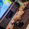 dog, dogs, pet, puppy, lying_down, belly_up, relaxed, indoor, living_room, cushion, floor, television, furniture, toys, stroller, home, brown_dog, black_dog, funny_pose, sleeping
