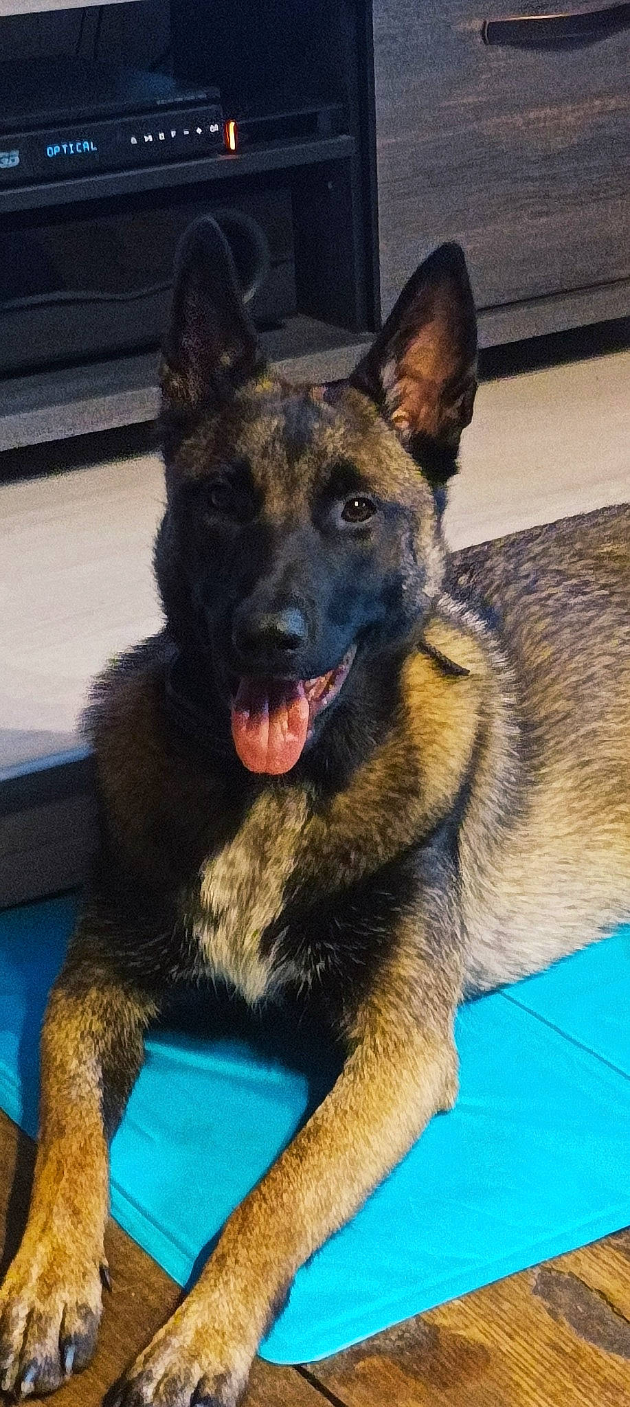 Fifille a rejoint le concours — aidez-le/la à gagner de superbes lots ! belgian_shepherd_malinois, canidae, carnivore, dog, dog_breed, east_european_shepherd, eye, fawn, fur, german_shepherd_dog, guard_dog, herding_dog, human_body, king_shepherd, law_enforcement, old_german_shepherd_dog, snout, sporting_group, working_animal, working_dog