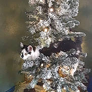 Monie joined the competition — help win amazing prizes! animal, black_and_white, cat, christmas_tree, cozy, curious, decorations, domestic_cat, festive, frosted_branches, furniture, green_wall, holiday, holiday_decor, indoor, lights, ornament, pet, plush_owl, table