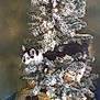 animal, black_and_white, cat, christmas_tree, cozy, curious, decorations, domestic_cat, festive, frosted_branches, furniture, green_wall, holiday, holiday_decor, indoor, lights, ornament, pet, plush_owl, table