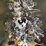 Monie is registered to the contest to win money with this photo: black_and_white, cat, christmas_tree, cozy, curious, decorations, feline, festive, greenery, holiday, home_decor, indoor, lights, ornaments, owl, pet, soft_lighting, stuffed_animal, table, winter