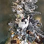 Monie joined the competition — help win amazing prizes! animal, black_and_white_cat, cat, christmas_tree, cozy, curious_cat, decorations, festive, frosted_tree, glass_table, green_wall, holiday_lights, home_decor, indoor, ornaments, pet, plush_owl, seasonal, table_cloth, tree_lights
