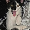 Sky joined the competition — help win amazing prizes! kitten, cat, black_and_white, tongue_out, pet, animal, cute, playful, indoor, blanket, pattern, fur, whiskers, ears, paw, young, mammal, relaxed, close_up, lying_down
