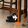 Sky joined the competition — help win amazing prizes! kitten, cat, black_and_white, slippers, wooden_chair, tile_floor, orange_toy, indoor, pet, animal, curious, small, flooring, furniture, domestic, cute, resting, playful, cozy, household
