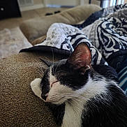 Sky joined the competition — help win amazing prizes! cat, black_and_white, sleeping, couch, blanket, indoor, pet, fur, close_up, relaxed, whiskers, paw, cozy, home, furniture, resting, mammal, animal, cute, domestic