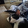 cat, black_and_white, sleeping, couch, blanket, indoor, pet, fur, close_up, relaxed, whiskers, paw, cozy, home, furniture, resting, mammal, animal, cute, domestic