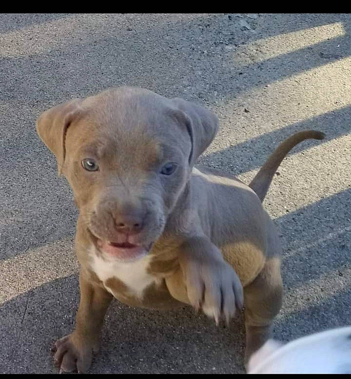 Jade joined the competition — help win amazing prizes! canidae, carnivore, companion_dog, dog, dog_breed, liver, terrestrial_animal, whiskers, working_animal