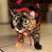 Harley joined the competition — help win amazing prizes! accessory, bokeh, cat, close_up, costume, curious, ears, feline, fur, green_eyes, halloween, indoor, paws, pet, portrait, red_ribbon, shallow_depth_of_field, tile_floor, tortoiseshell_cat, whiskers