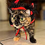 accessory, bokeh, cat, close_up, costume, curious, ears, feline, fur, green_eyes, halloween, indoor, paws, pet, portrait, red_ribbon, shallow_depth_of_field, tile_floor, tortoiseshell_cat, whiskers