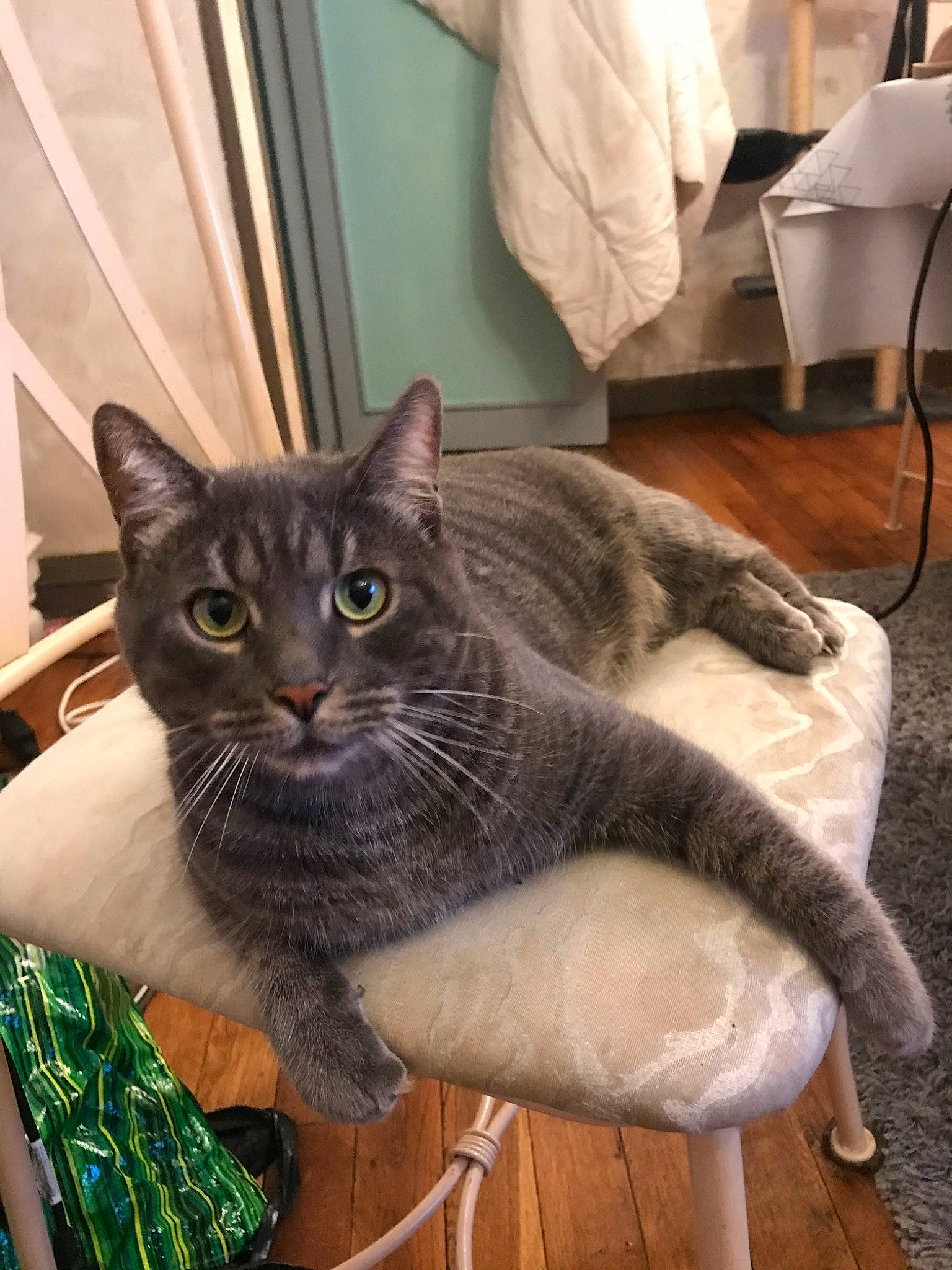 Félix a rejoint le concours — aidez-le/la à gagner de superbes lots ! asian, australian_mist, british_shorthair, burmese, carnivore, cat, chartreux, domestic_short_haired_cat, european_shorthair, felidae, korat, mammal, nebelung, russian_blue, small_to_medium_sized_cats, vertebrate, whiskers