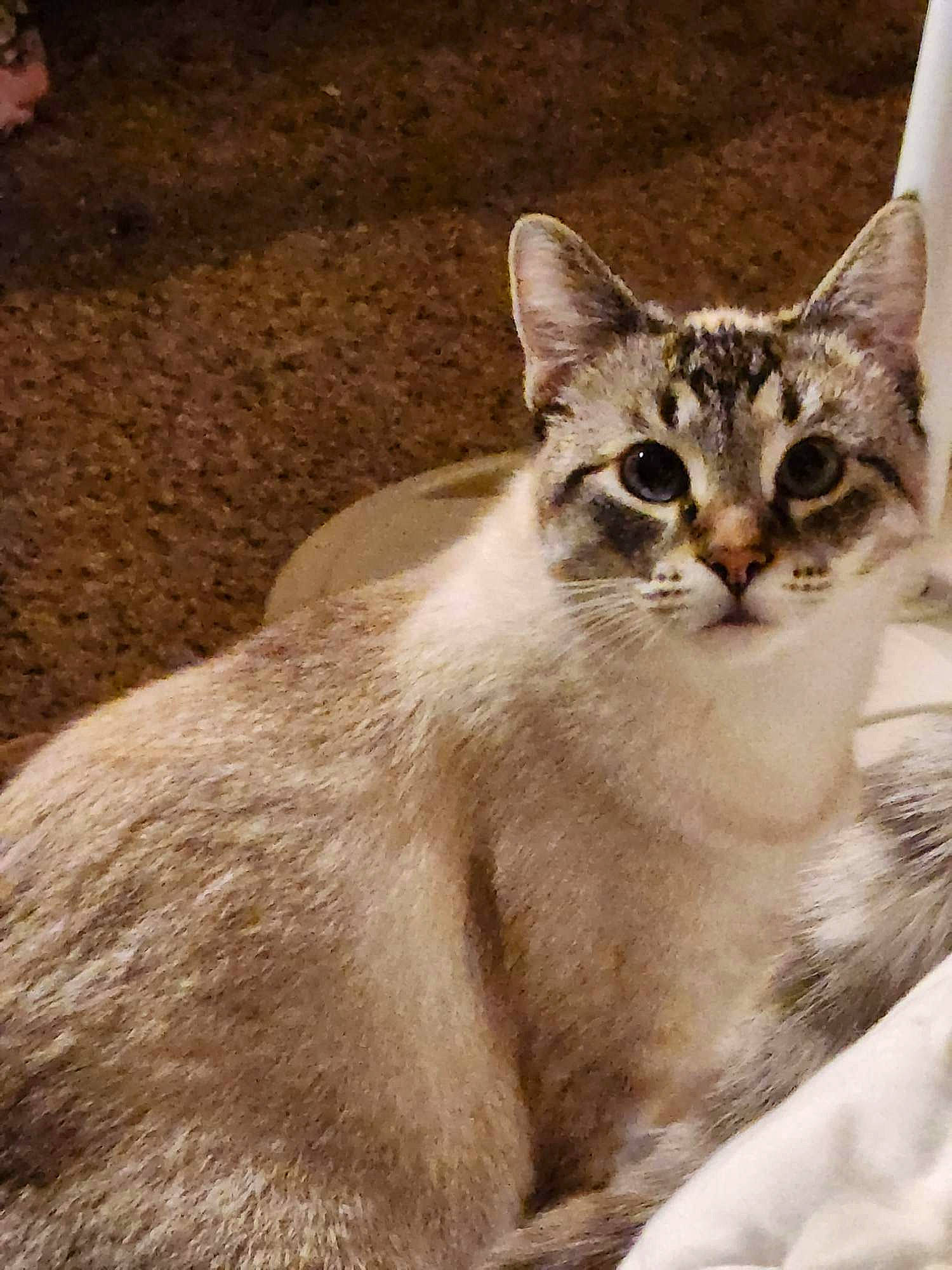 Leia Lou joined the competition — help win amazing prizes! carnivore, cat, domestic_short_haired_cat, fawn, felidae, fur, paw, photo_caption, small_to_medium_sized_cats, snout, soil, terrestrial_animal, tree, whiskers, wildlife, window