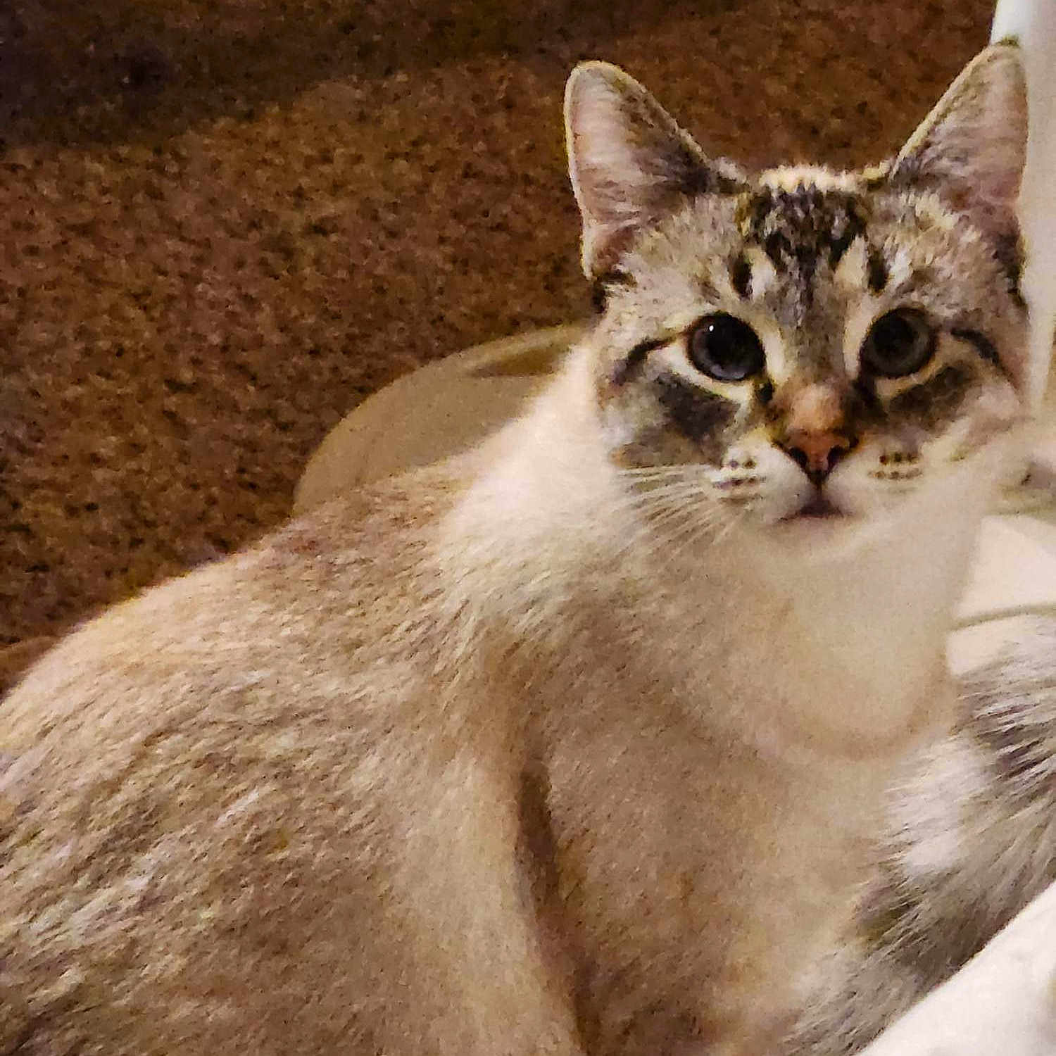 Leia Lou