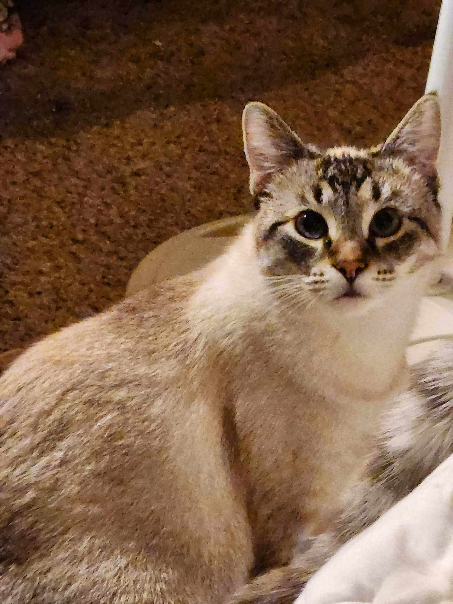 Leia Lou