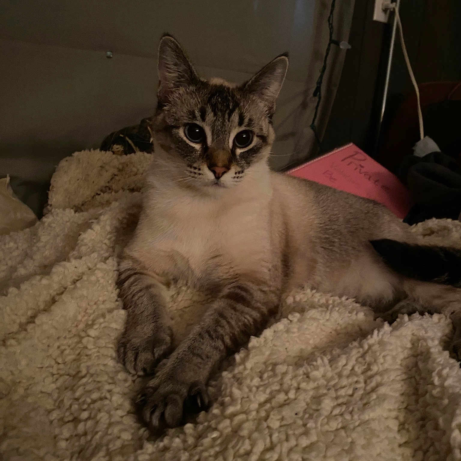 Leia Lou