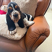 Blaise participe au concours pour gagner de l'argent avec cette photo : basset_hound, puppy, dog, cushion, pillow, teddy_bear, leather_chair, brown, beige, furniture, indoor, pet, sleepy, cozy, relaxed, animal, cute, companion, comfort, resting