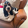 basset_hound, puppy, dog, cushion, pillow, teddy_bear, leather_chair, brown, beige, furniture, indoor, pet, sleepy, cozy, relaxed, animal, cute, companion, comfort, resting