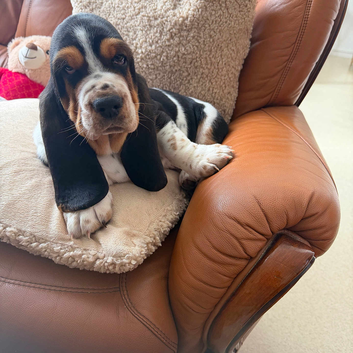 Blaise participe au concours pour gagner de l'argent avec cette photo : basset_hound, puppy, dog, cushion, pillow, teddy_bear, leather_chair, brown, beige, furniture, indoor, pet, sleepy, cozy, relaxed, animal, cute, companion, comfort, resting