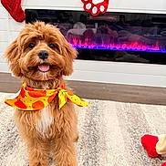 Teddy joined the competition — help win amazing prizes! autumn, bandana, brown_fur, christmas_stocking, dog, fireplace, fluffy, happy, holiday, indoors, pet, portrait, pumpkin, puppy, rug, sitting, smiling, standing, tongue, toy