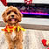 Teddy