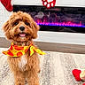 autumn, bandana, brown_fur, christmas_stocking, dog, fireplace, fluffy, happy, holiday, indoors, pet, portrait, pumpkin, puppy, rug, sitting, smiling, standing, tongue, toy