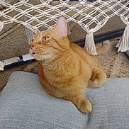 Flapjack is registered to the contest to win money with this photo: cat, orange_cat, tabby, feline, pet, cushion, pillow, macrame, fringe, fabric, whiskers, ear, tail, fur, looking_up, relaxed, indoor, close_up, texture, seat