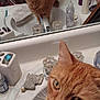 cat, orange_cat, ginger_cat, mirror, bathroom, sink, faucet, countertop, soap_dispenser, toothbrush, towel, closeup, pet, whiskers, portrait, reflection, eyes, domestic, indoor, curious
