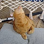 cat, ginger_cat, orange_cat, pet, indoor, hammock, tassel, pillow, cushion, fabric, fur, whiskers, looking_up, sitting, paws, cozy, close_up, woven_rug, home, relaxing