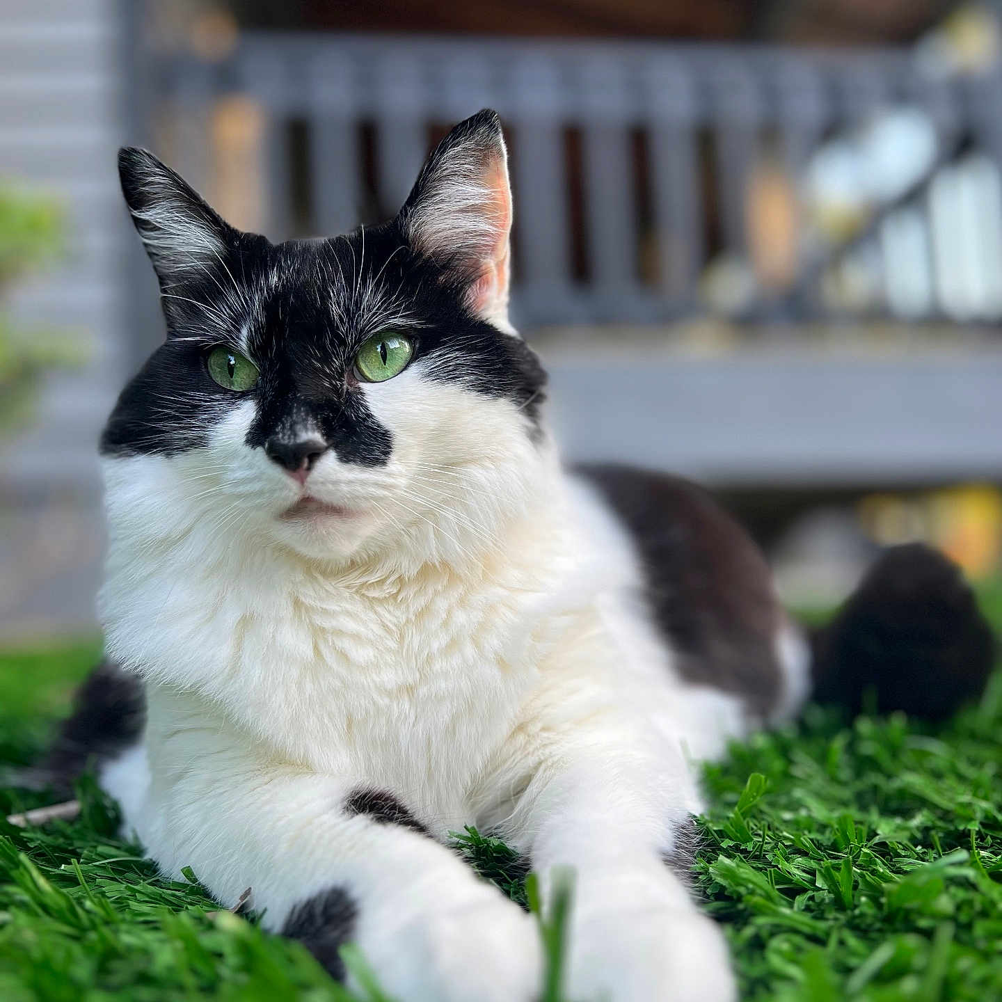 Pig joined the competition — help win amazing prizes! abyssinian, angora, animal, backyard, cat, fence, field, grass, grassland, green, kitten, lawn, manx, nature, outdoors, pet, plant, siamese, wood, yard