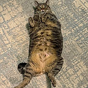 Rascal joined the competition — help win amazing prizes! animal, carpet, cat, cute, domestic_animal, floor, fluffy, funny, fur, indoor, lying_down, mammal, paws, pet, playful, relaxed, tabby, tabby_cat, whiskers, wide_eyes