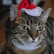 Tony participe au concours pour gagner de l'argent avec cette photo : cat, tabby, pet, animal, feline, green_eyes, whiskers, ears, fur, closeup, portrait, indoor, hat, christmas_hat, festive, holiday, bell, costume, cute, domestic_cat