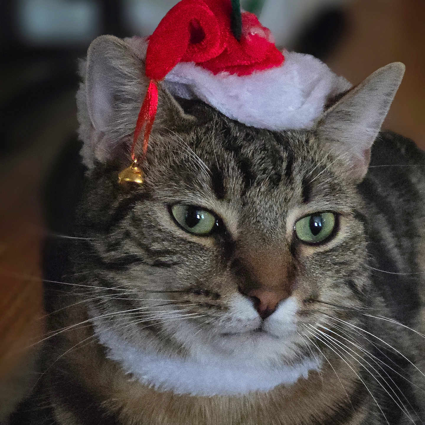 Tony participe au concours pour gagner de l'argent avec cette photo : cat, tabby, pet, animal, feline, green_eyes, whiskers, ears, fur, closeup, portrait, indoor, hat, christmas_hat, festive, holiday, bell, costume, cute, domestic_cat