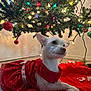 dog, white_dog, small_dog, christmas_tree, tree_lights, ornament, red_dress, sparkle, tree_skirt, holiday, festive, indoor, pet, cute, portrait, floor, decorations, christmas, canine, paws
