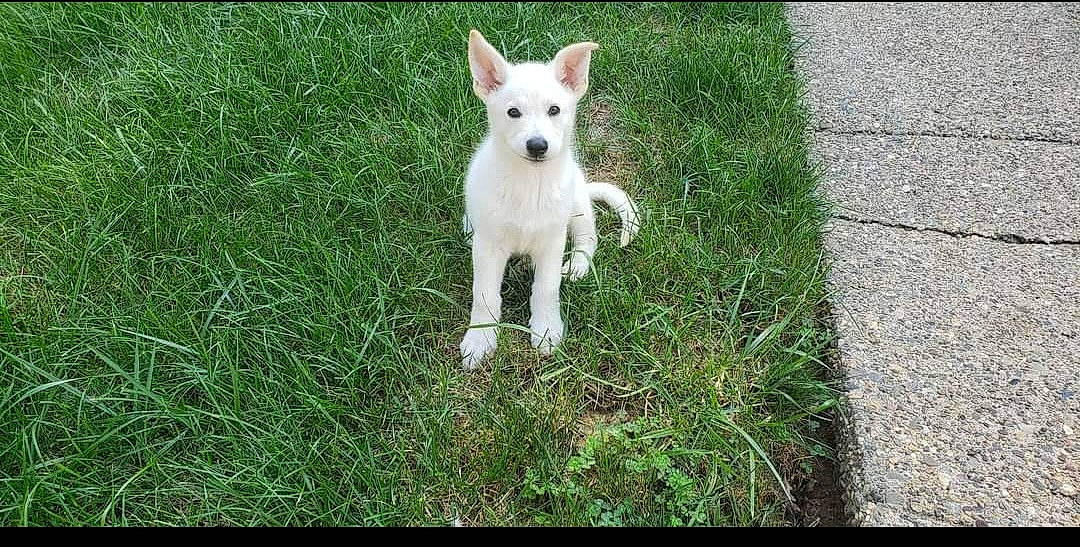 Rocco is registered to the contest to win money with this photo: ancient_dog_breeds, canidae, carnivore, companion_dog, dog, dog_breed, fawn, grass, non_sporting_group, sporting_group, tail, terrestrial_animal, working_animal