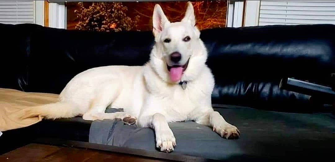 Rocco is registered to the contest to win money with this photo: ancient_dog_breeds, canidae, carnivore, collar, companion_dog, couch, dog, dog_breed, dog_supply, fawn, fur, paw, pet_supply, plant, snout, sporting_group, tail, whiskers, working_animal, working_dog