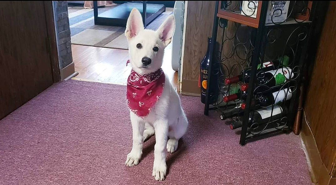 Rocco joined the competition — help win amazing prizes! canidae, carnivore, collar, companion_dog, dog, dog_breed, dog_collar, dog_supply, fawn, flooring, fur, mammal, pet_supply, puppy, snout, sporting_group, tail, toy_dog, vertebrate, working_animal