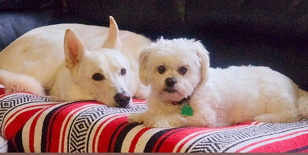 Rocco joined the competition — help win amazing prizes! canidae, carnivore, comfort, companion_dog, dog, dog_breed, dog_supply, fawn, fur, non_sporting_group, paw, pet_supply, puppy_love, small_terrier, sporting_group, terrier, toy_dog, whiskers, working_animal