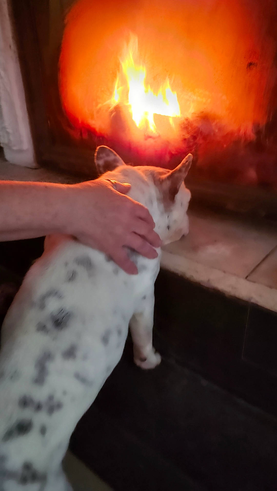 Gandhi a rejoint le concours — aidez-le/la à gagner de superbes lots ! carnivore, cat, darkness, domestic_short_haired_cat, elbow, eye, felidae, fire, foot, fur, gas, heat, human_leg, light, paw, sitting, small_to_medium_sized_cats, tail, whiskers, window