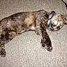 Mazie is registered to the contest to win money with this photo: cat, tortoiseshell, sleeping, collar, couch, feline, pet, animal, fur, relaxed, indoor, cozy, resting, whiskers, paw, tail, cute, domestic, mammal, nap
