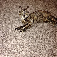 Mazie is registered to the contest to win money with this photo: cat, tortoiseshell, carpet, indoor, pet, animal, feline, laying_down, looking_at_camera, flash, eyes_glowing, cute, domestic, fur, whiskers, ears, paws, relaxed, home, floor