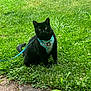 animal, black_cat, cat, closeup, curious, cute, feline, garden, grass, greenery, harness, leash, nature, outdoor, pet, playful, sitting, small_animal, summer, yellow_eyes