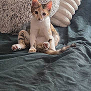 Misthy a rejoint le concours — aidez-le/la à gagner de superbes lots ! animal, blanket, calico, cat, cozy, curious, cushion, cute, ears, fur, home, indoor, kitten, looking, pet, pillow, sitting, tail, whiskers, young