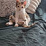 animal, blanket, calico, cat, cozy, curious, cushion, cute, ears, fur, home, indoor, kitten, looking, pet, pillow, sitting, tail, whiskers, young