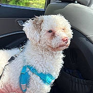 Snowy is registered to the contest to win money with this photo: animal, blue_harness, car_interior, companion, curly_fur, cute, dog, domestic_animal, fluffy, harness, leash, pet, portrait, seat, side_view, sunlight, travel, vehicle, white_dog, window