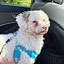 animal, blue_harness, car_interior, companion, curly_fur, cute, dog, domestic_animal, fluffy, harness, leash, pet, portrait, seat, side_view, sunlight, travel, vehicle, white_dog, window