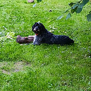 Haya participe au concours pour gagner de l'argent avec cette photo : animal, branch, canine, daytime, dog, fur, garden, grass, greenery, lawn, leaf, nature, outdoor, pet, playful, relaxed, soccer_ball, stick, summer, watering_can
